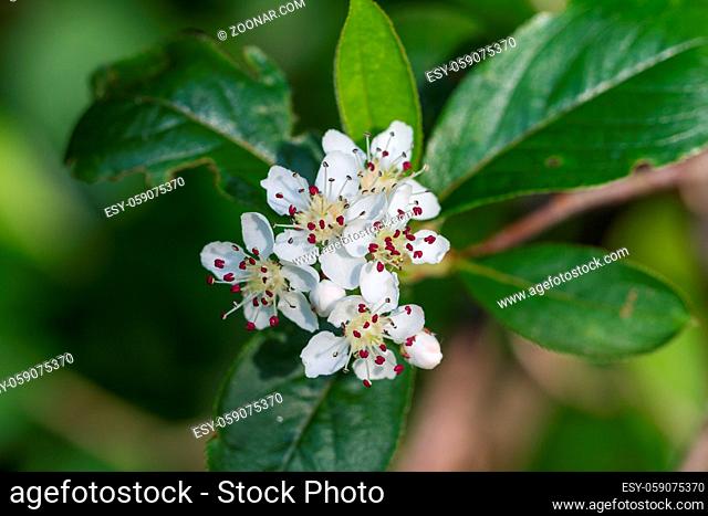 Macro of white Crataegus or hawthorn flowers during springtime