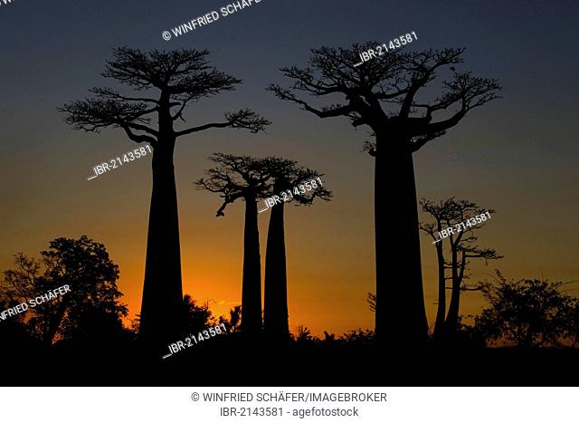 Avenue of Baobab (Adansonia digitata) trees at sunset, near Morondava in western Madagascar, Africa, Indian Ocean