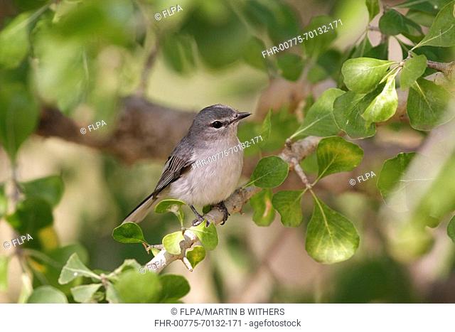 Grey Tit-flycatcher Myioparus plumbeus adult, perched on on branch in bush, South Africa