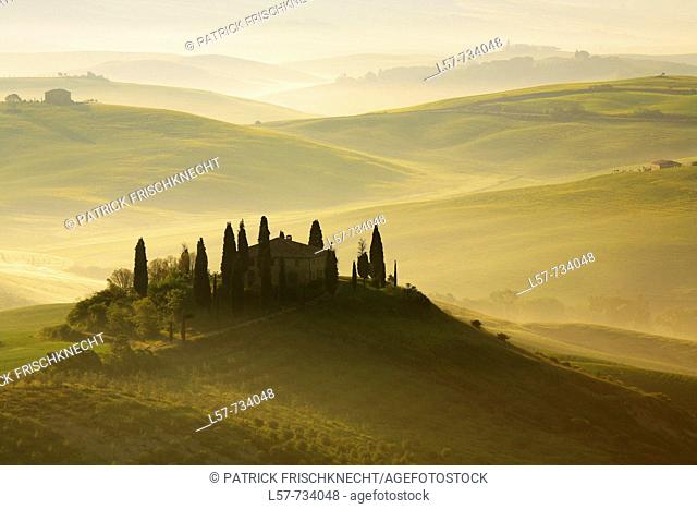 Cypress, Italian Cypress, Cupressus sempervirens, Zypresse, vineyards, country house, farm house, hill countryside, misty atmosphere, spring