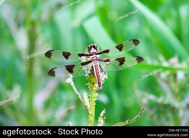 Twelve Spotted Skimmer perched on a bush branch