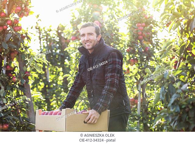 Portrait smiling male farmer harvesting apples in food processing plant