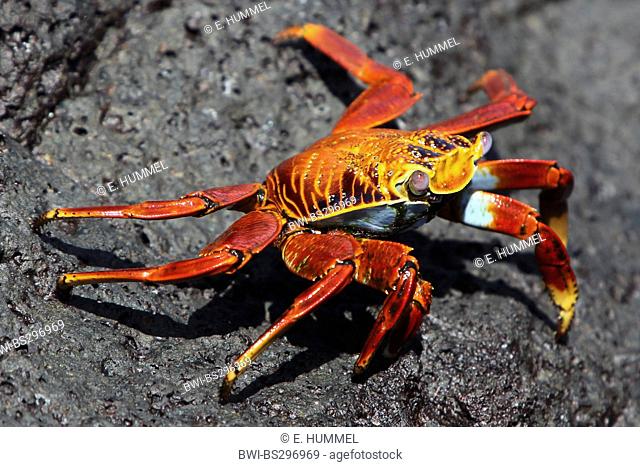 Sally lightfoot crab, mottled shore crab (Grapsus grapsus), on a rock, Ecuador, Galapagos Islands