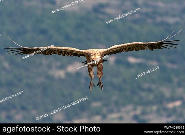 Griffon vulture, Gyps fulvus, in flight
