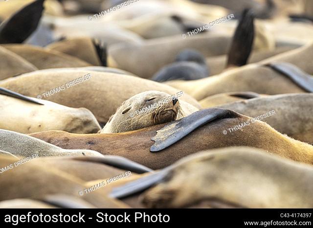 Cape Fur Seal (Arctocephalus pusillus). Resting. Cape Cross Seal Reserve, Skeleton Coast, Dorob National Park, Namibia