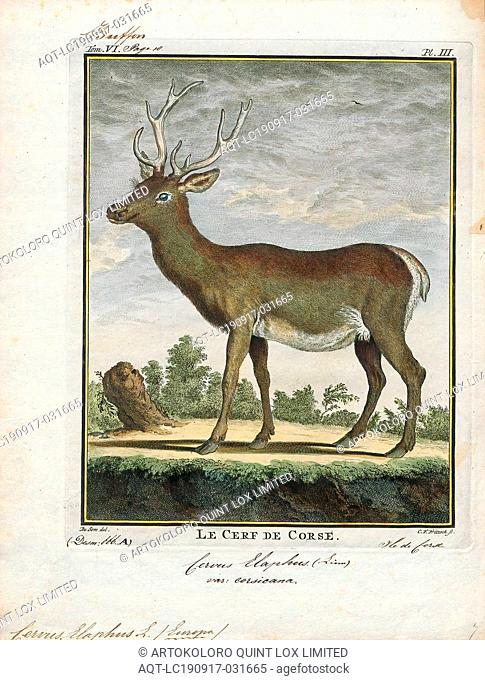 Cervus elaphus, Print, The red deer (Cervus elaphus) is one of the largest deer species. The red deer inhabits most of Europe, the Caucasus Mountains region