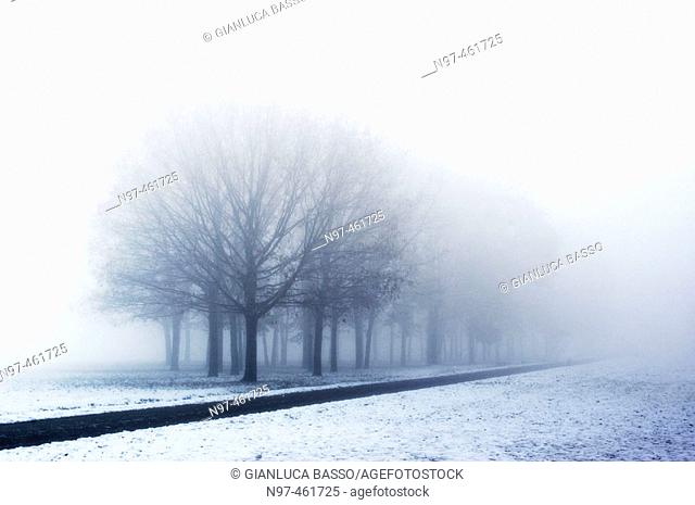 A little street and a line of trees in the Trenno park in Milan in a foggy winter morning after a snowing night