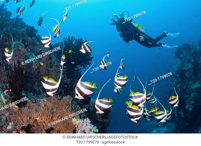 Scuba Diver and Pennant Bannerfish, Heniochus diphreutes, North Male Atoll, Indian Ocean, Maldives