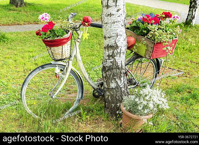 A bicycle decorated with flowers is leaning against a tree. The bicycle is on the Petersberg in Erfurt, capital of Thuringia, Germany, Europe