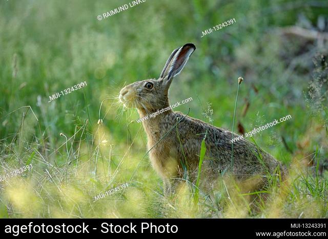 European brown hare, Lepus europaeus, in summer