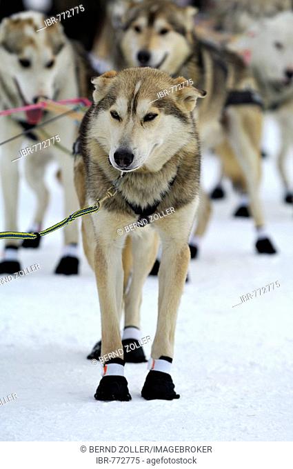Alaskan Huskies, sled dogs at the start of the Iditarod Sleddog Race, longest dogsled race in the world between Anchorage and Nome, Alaska, USA