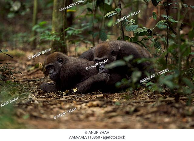 Western lowland gorilla sub-adult female 'Mosoko' aged 8 years playing with juvenile male 'Mobangi' aged 5 years (Gorilla gorilla gorilla)