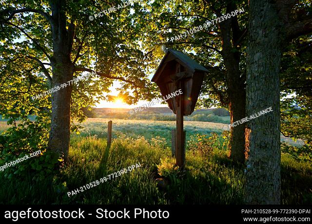 28 May 2021, Bavaria, Thaining: A wayside cross stands under a group of trees on a hill in the sunrise. Photo: Karl-Josef Hildenbrand/dpa