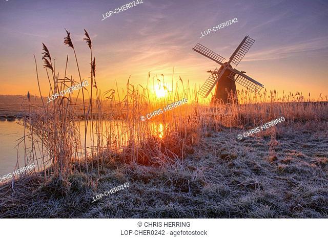 England, Suffolk, Herringfleet, A misty sunrise over hoar frosted reeds and Herringfleet Windmill in Suffolk