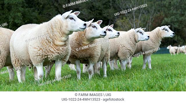 Texel ewe lambs around 7 month old out in fresh pasture