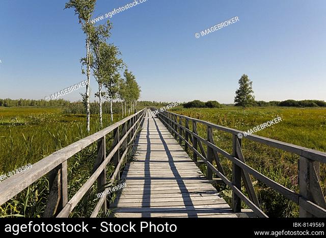Federseesteg, wooden footbridge to Federsee lake, common reed (Phragmites australis), moorland, Bad Buchau, Baden-Württemberg, Germany, Europe