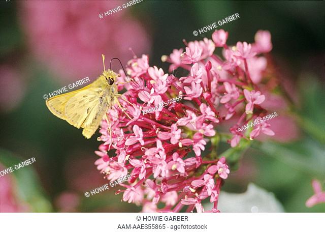 Sachem Skipper Butterfly, Atalopedes campestris, Red Valerian, Utah