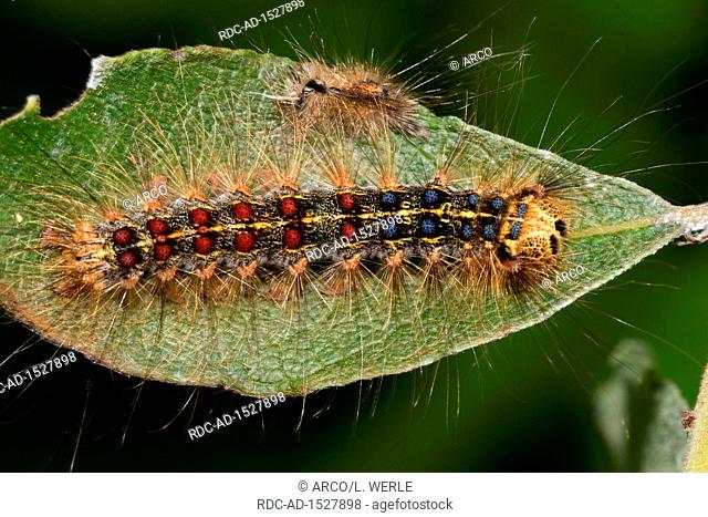 gypsy moth, caterpillar, Lymantria dispar