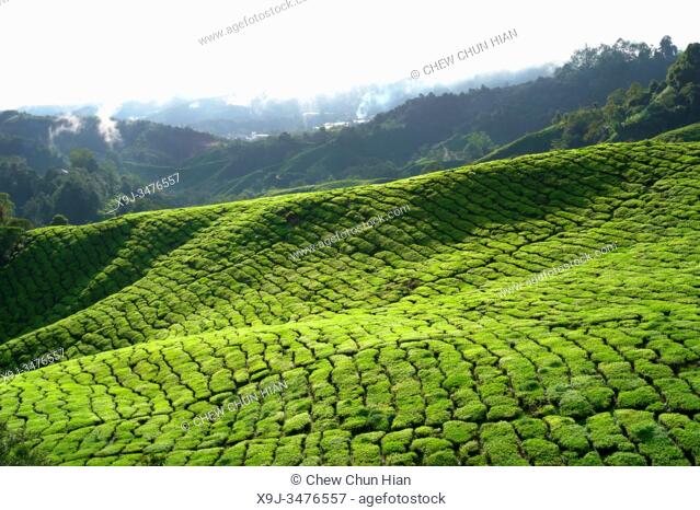 Tea Plantation, Cameron Heightland, Malaysia