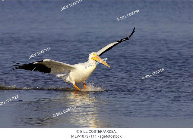American White Pelican - coming in to land (Pelecanus erythrorhynchos)