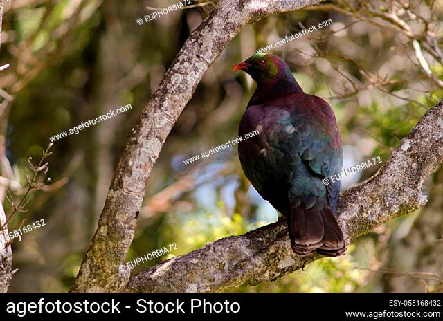 New Zealand pigeon Hemiphaga novaeseelandiae. Stewart Island. New Zealand