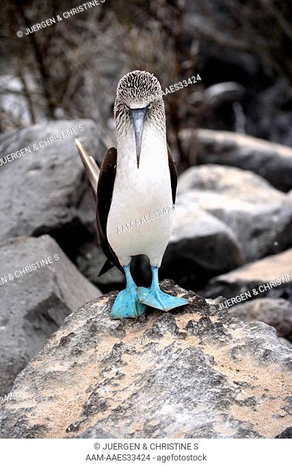 Blue Footed Booby adult on rock (Sula nebouxii) Galapagos Islands, Ecuador