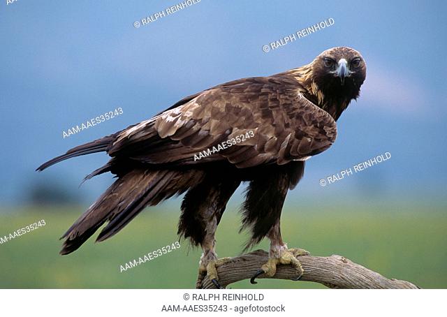 Golden Eagle (Aquila chrysaeto, Western Canada