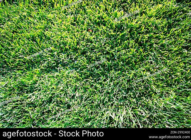 Background with fresh green grass