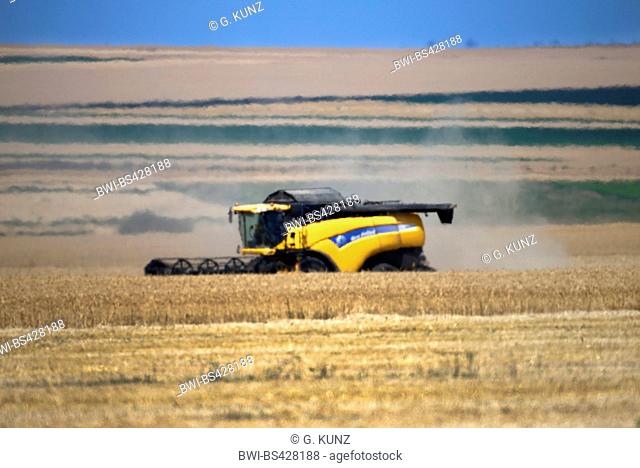 combine harverster harvesting a grain field, Romania