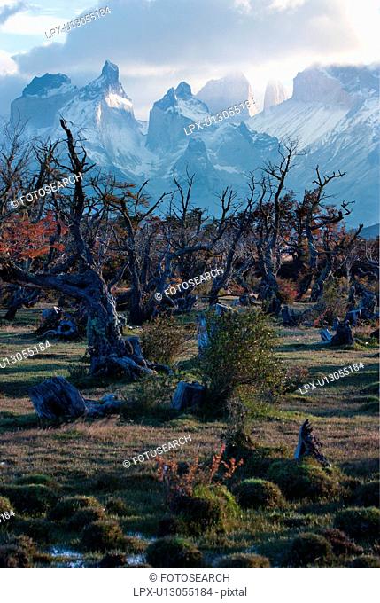 Lenga forest beech trees and snow covered Los Cuernos, Torres del Paine in autumn sunrise with dramatic light over mountain range, Southern Chile, Patagonia