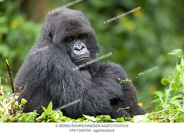 Mountain Gorilla, Gorilla beringei beringei, female sitting in vegetation, Volcanoes National Park, Rwanda