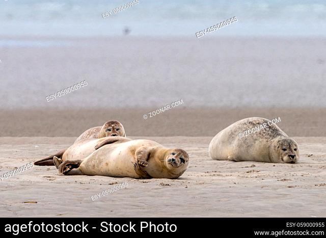 A close up view of common seals on the sand bank of Galgerev on Fano Island in western Denmark