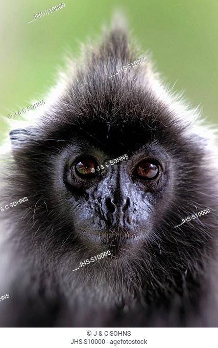 Silvered Leaf Monkey, Trachypithecus cristatus, Silvery Lutung, Silvery Langur, Labuk Bay, Borneo, Malaysia, Sabah, Asia, adult portrait