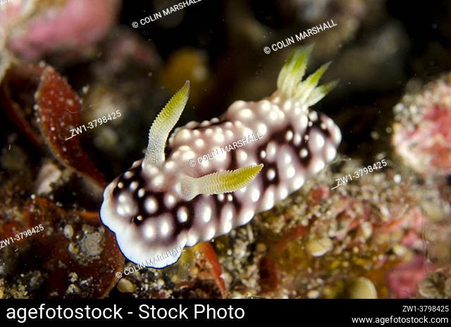 Geometric Nudibranch (Goniobranchus geometrica), Tanjung Kubur dive site, Lembeh Straits, Sulawesi, Indonesia