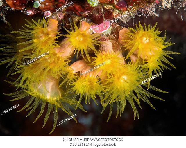 Cave coral, Tubastraea faulkneri grows under overhangs polyps feeding at night