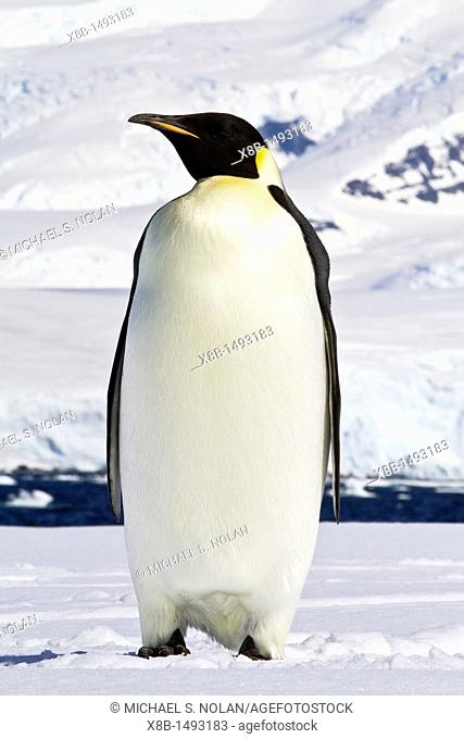 A lone adult emperor penguin Aptenodytes forsteri on sea ice in the Gullet between Adelaide Island and the Antarctic Peninsula