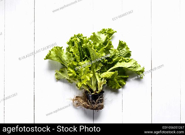 Lettuce with root and soil on white rustic background