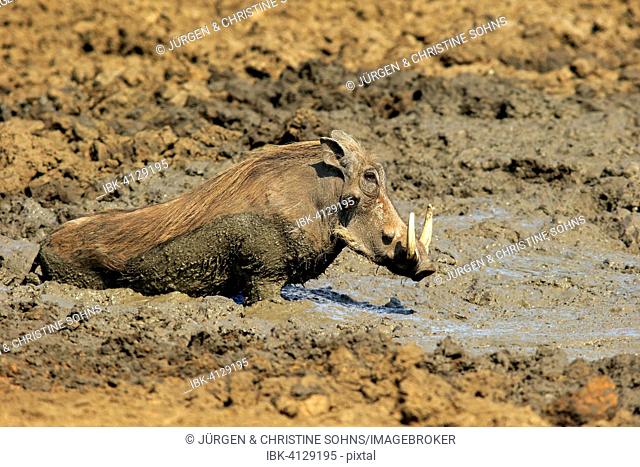 Warthog (Phacochoerus aethiopicus), adult, having a mud bath, Kruger National Park, South Africa