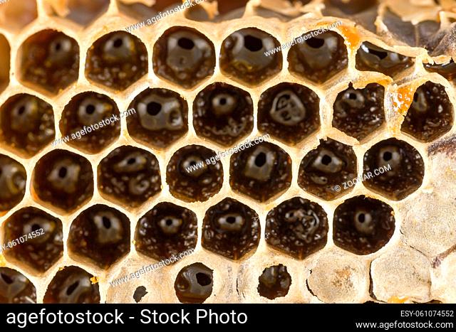 honey-filled beeswax honeycombs, close-up photo of the useful food of insects