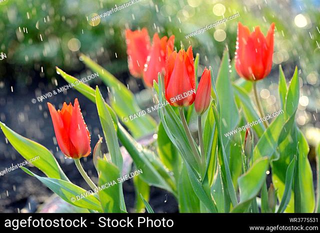 Flowering tulips in rain