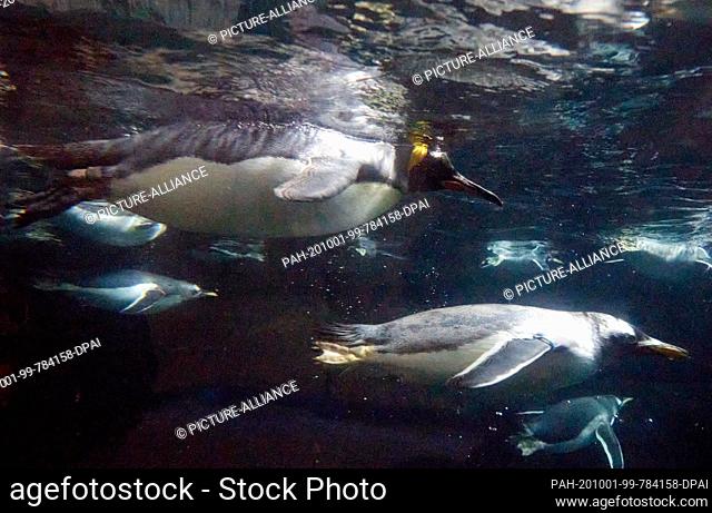 01 October 2020, Hamburg: A king penguin (above) and gentoo penguins swimming during a press event in the Arctic Ocean at Hagenbeck Zoo
