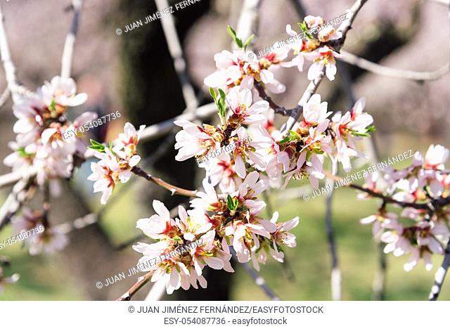 Close up of flowering almond tree. Beautiful almond flower blossom, at springtime background. Prunus dulcis, Prunus amygdalus