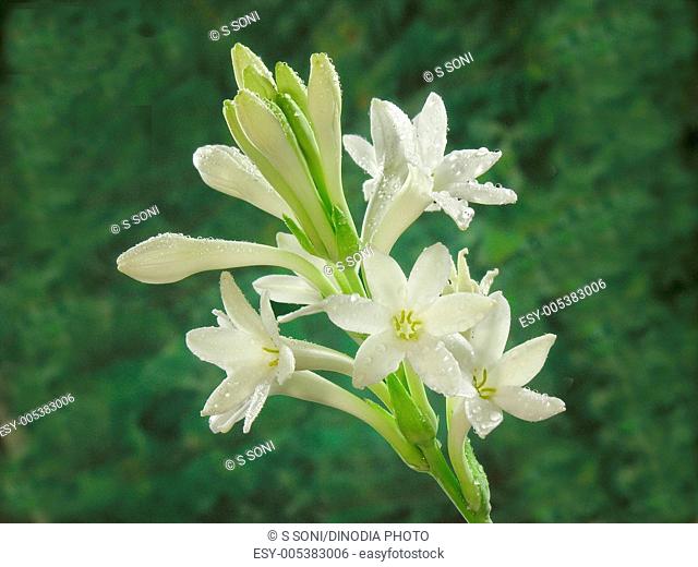 Rajnigandha Flower In English Name | Best Flower Site