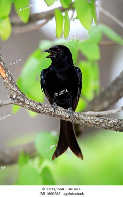 Drongo (Dicrurus adsimilis), adult in tree, Kruger National Park, South Africa, Africa