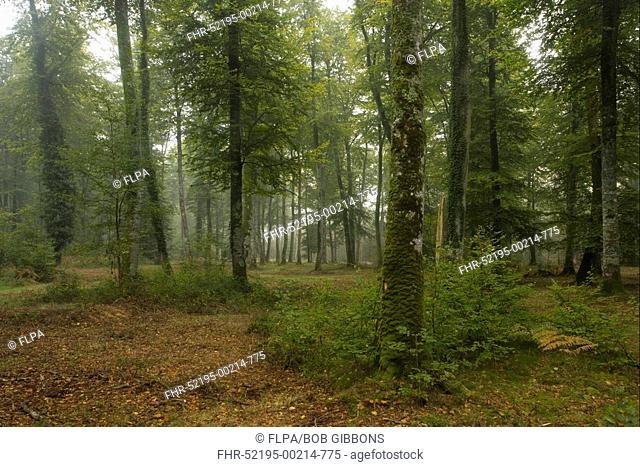 Common Beech Fagus sylvatica old forest in mist, Foret de Cerisy Nature Reserve, Normandy, France