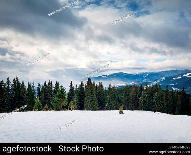 View from the top peak of the Bukovel ski resort, Ukrainian Carpathians. Beautiful winter panorama of snowy mountains ridge, and fir woods on the foregroud