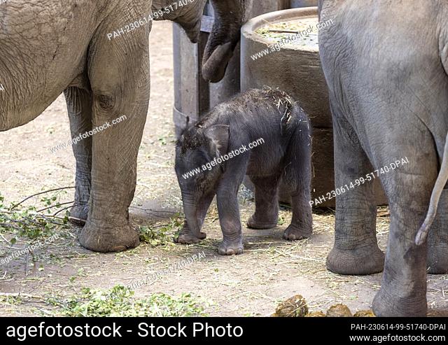 14 June 2023, North Rhine-Westphalia, Cologne: The small nameless elephant cub stands with its herd in the Cologne Elephant Park