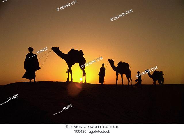 Camel train. Rajasthan. India