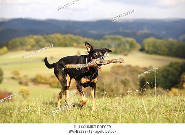 mixed breed dog Canis lupus f. familiaris, ten years old female Dobermann-mixed breed dog walking through a meadow with a stave in the mouth, Germany