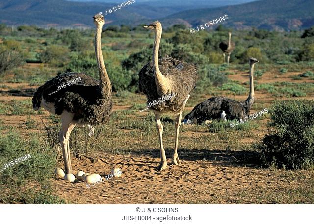 South African Ostrich, Struthio camelus australis, Oudtshoorn, Karoo, South Africa, Africa, adult females with eggs